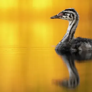 Great crested grebe (Podiceps cristatus) chick on water in early morning light, Valkenhorst nature reserve, Valkenswaard, The Netherlands. June Great crested grebe (Podiceps cristatus) chick on water in early morning light, Valkenhorst nature reserve, Valkenswaard, The Netherlands. June