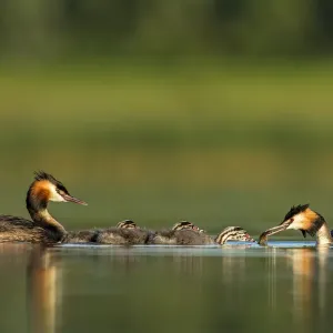 Great crested grebe (Podiceps cristatus) family on water, with adult feeding its young Great crested grebe (Podiceps cristatus) family on water, with adult feeding its young