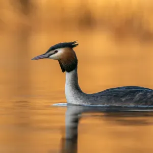 Great crested grebe (Podiceps cristatus) in late afternoon light, The Netherlands, Europe. March Great crested grebe (Podiceps cristatus) in late afternoon light, The Netherlands, Europe. March