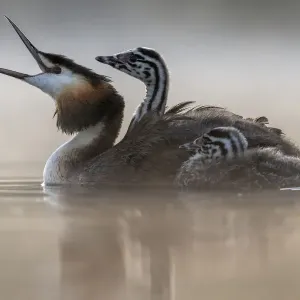 Great crested grebe (Podiceps cristatus) parent bird with chick on its back Great crested grebe (Podiceps cristatus) parent bird with chick on its back