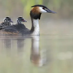 Great crested grebe (Podiceps cristatus) parent bird with chicks on its back Great crested grebe (Podiceps cristatus) parent bird with chicks on its back