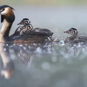 Great crested grebe (Podiceps cristatus) parent bird with young on the back Great crested grebe (Podiceps cristatus) parent bird with young on the back