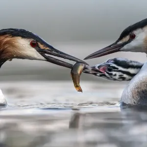 Great crested grebe (Podiceps cristatus) parents busy feeding their young with fish Great crested grebe (Podiceps cristatus) parents busy feeding their young with fish