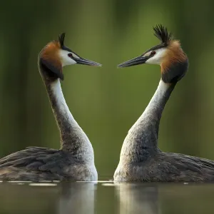 Great crested grebe (Podiceps cristatus) perfectly mimicking each others movements Great crested grebe (Podiceps cristatus) perfectly mimicking each others movements