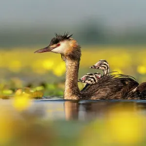 Great crested grebe (Podiceps cristatus) with young chicks on the back among Fringed water lilies (Nymphoides peltata) Lake Kerkini, Greece, July Great crested grebe (Podiceps cristatus) with young chicks on the back among Fringed water lilies (Nymphoides peltata) Lake Kerkini, Greece, July