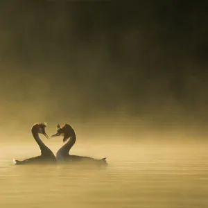 Great crested grebes (Podiceps cristatus) performing courtship ritual at dawn, Cheshire, UK April