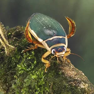 Great diving beetle (Dytiscus marginalis) and Dragonfly nymph (Aeshnidae), Europe, August