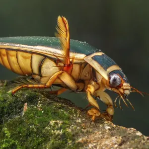 Great Diving Beetle Print, Male, Europe Great Diving Beetle Print, Male, Europe