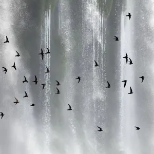 Great Dusky Swift Flock Print Great Dusky Swift Flock Print