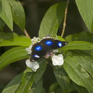 Great eggfly (Hypolimnas bolina) butterfly male nectaring on Rough-leaved hydrangea Great eggfly (Hypolimnas bolina) butterfly male nectaring on Rough-leaved hydrangea