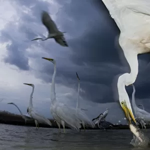 Great egret (Ardea alba) feeding on fish, Pusztaszer, Hungary, June