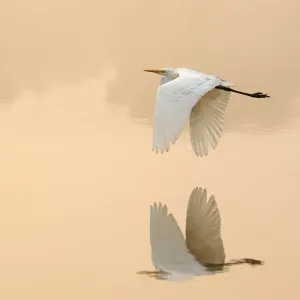 Grand aigrette blanche (Ardea alba) volant au-dessus d'un lac, parc national de Ranthambhore, Inde. Grand aigrette blanche (Ardea alba) volant au-dessus d'un lac, parc national de Ranthambhore, Inde.