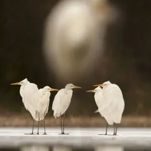 Great egret (Ardea alba) group of five at waters edge, with very out of focus