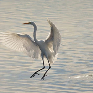 Great Egret (Ardea alba), about to land in water, backlit, Bolsa Chica Ecological Reserve