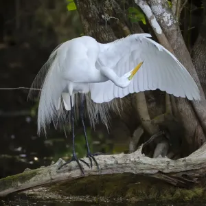Great Egret Print: Standing on a Branch, Looking Under Its Wing Great Egret Print: Standing on a Branch, Looking Under Its Wing
