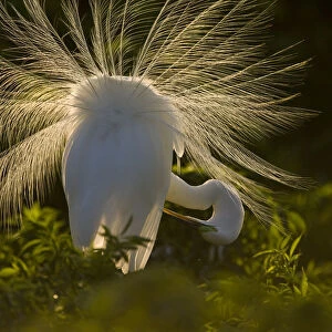 Great Egret (Casmerodias / Ardea alba) courtship display, backlit, Orlando, Florida, USA