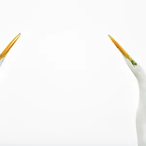 Two Great egrets (Ardea alba) face to face against white sky, Lake Csaj, Pusztaszer, Hungary. Winner of the Portfolio category of the Terre Sauvage Nature Images Awards competition 2015