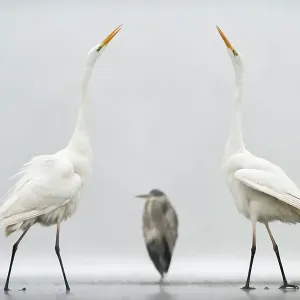 Two Great egrets (Ardea alba) standing opposite each other with Grey heron (Ardea cinerea) in between. Lake Csaj, Pusztaszer, Hungary, January. Winner of the Portfolio category of the Terre Sauvage Nature Images Awards competition 2015 Two Great egrets (Ardea alba) standing opposite each other with Grey heron (Ardea cinerea) in between. Lake Csaj, Pusztaszer, Hungary, January. Winner of the Portfolio category of the Terre Sauvage Nature Images Awards competition 2015