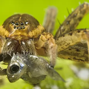 Great Fen / Raft spider (Dolomedes plantarius), adult female eating an invasive species of fish
