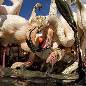 Great flamingo (Phoenicopterus roseus) feeding in sludge at bottom of river, Pont De Gau Park
