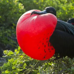 Great frigatebird (Fregata minor) male displaying inflated gular sac, Galapagos, Ecuador