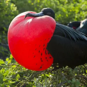 Print of a male Great frigatebird with inflated gular sac Print of a male Great frigatebird with inflated gular sac