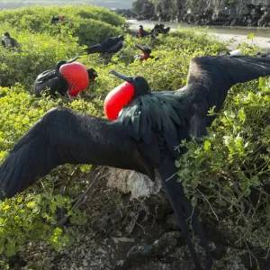 Great frigatebird (Fregata minor) males displaying, Galapagos, Ecuador Great frigatebird (Fregata minor) males displaying, Galapagos, Ecuador