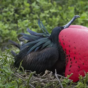 Great frigatebird (Phaethon aethereus) male at nest site, with gular sac inflated