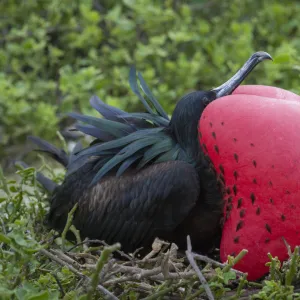 Great frigatebird (Phaethon aethereus) male at nest site, with gular sac inflated