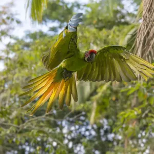 Great green macaw (Ara ambiguus) flying, La Selva Field Station, Costa Rica Great green macaw (Ara ambiguus) flying, La Selva Field Station, Costa Rica