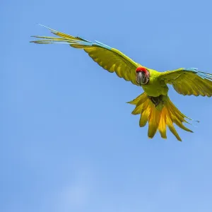 Grande aratura verde (Ara ambiguus) in volo, Stazione di campo La Selva, Costa Rica. Grande aratura verde (Ara ambiguus) in volo, Stazione di campo La Selva, Costa Rica.