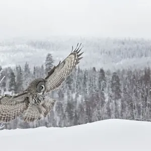 Great grey owl (Srix nebulosa) in flight about to land in snow, winter, Kuhmo, Finland, February Great grey owl (Srix nebulosa) in flight about to land in snow, winter, Kuhmo, Finland, February
