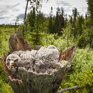 Great Grey Owl (Strix nebulosa) chicks in nest, Sweden