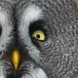 Great grey owl (Strix nebulosa) close up of face, Kuusamo, Finland, March