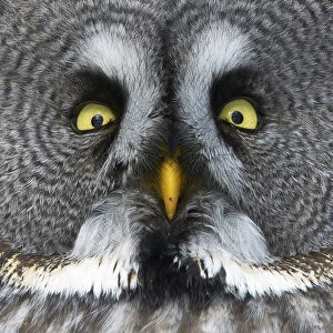 Great grey owl (Strix nebulosa) close up of face, Kuusamo, Finland, March
