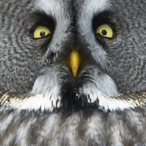 Grand hibou gris (Strix nebulosa) en gros plan du visage, Kuusamo, Finlande, mars. Grand hibou gris (Strix nebulosa) en gros plan du visage, Kuusamo, Finlande, mars.