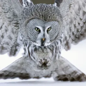Búho griseo grande (Strix nebulosa) en primer plano cazando en la nieve. Kuhmo, Finlandia. Febrero. Búho griseo grande (Strix nebulosa) en primer plano cazando en la nieve. Kuhmo, Finlandia. Febrero.