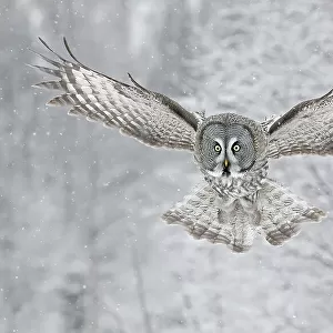 Great grey owl (Strix nebulosa) in flight in woodland during snowfall. Kuusamo. Finland. February