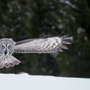 Great Grey Owl (Strix nebulosa) hunting over snow, Kuhmo Finland, March