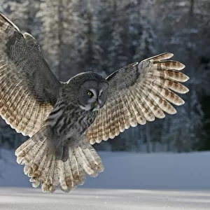 Great grey owl (Strix nebulosa) hunting over snow, woodland in background