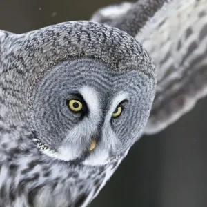 Great grey owl (Strix nebulosa) Kuhmo, Finland, March Great grey owl (Strix nebulosa) Kuhmo, Finland, March