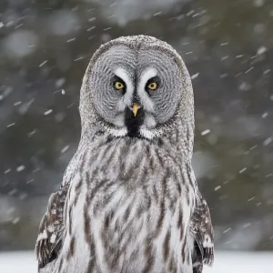 Búho Gris Grande (Strix nebulosa) Kuhmo Finlandia, marzo. Búho Gris Grande (Strix nebulosa) Kuhmo Finlandia, marzo.