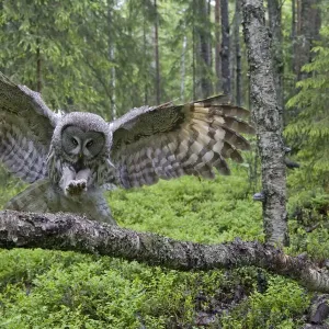 Great grey owl (Strix nebulosa) landing on branch, Oulu, Finland, June 2008