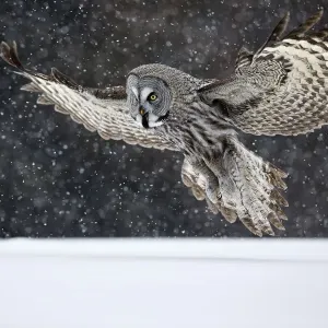 Grand Hibou Gris (Strix nebulosa) atterrissant dans la neige, Kuusamo, Finlande. Grand Hibou Gris (Strix nebulosa) atterrissant dans la neige, Kuusamo, Finlande.