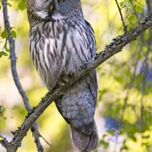 Great Grey Owl Print, Finland Great Grey Owl Print, Finland
