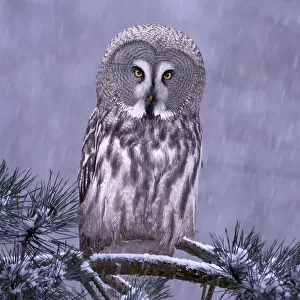 Great grey owl (Strix nebulosa) perched in pine tree in snowfall, captive