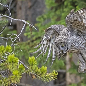 Great grey owl (Strix nebulosa) preparing to land, in tree, Yellowstone National Park