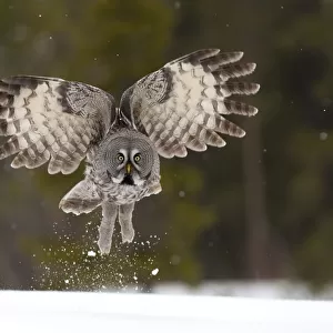 Great Grey owl (Strix nebulosa) taking off from the ground, Finland, April