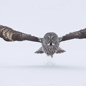 Great Grey owl (Strix nebulosa) taking off from the ground in snow, Finland, April