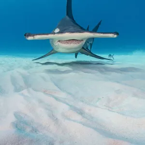 Great hammerhead shark (Sphyrna mokarran) in shallow water. South Bimini, Bahamas